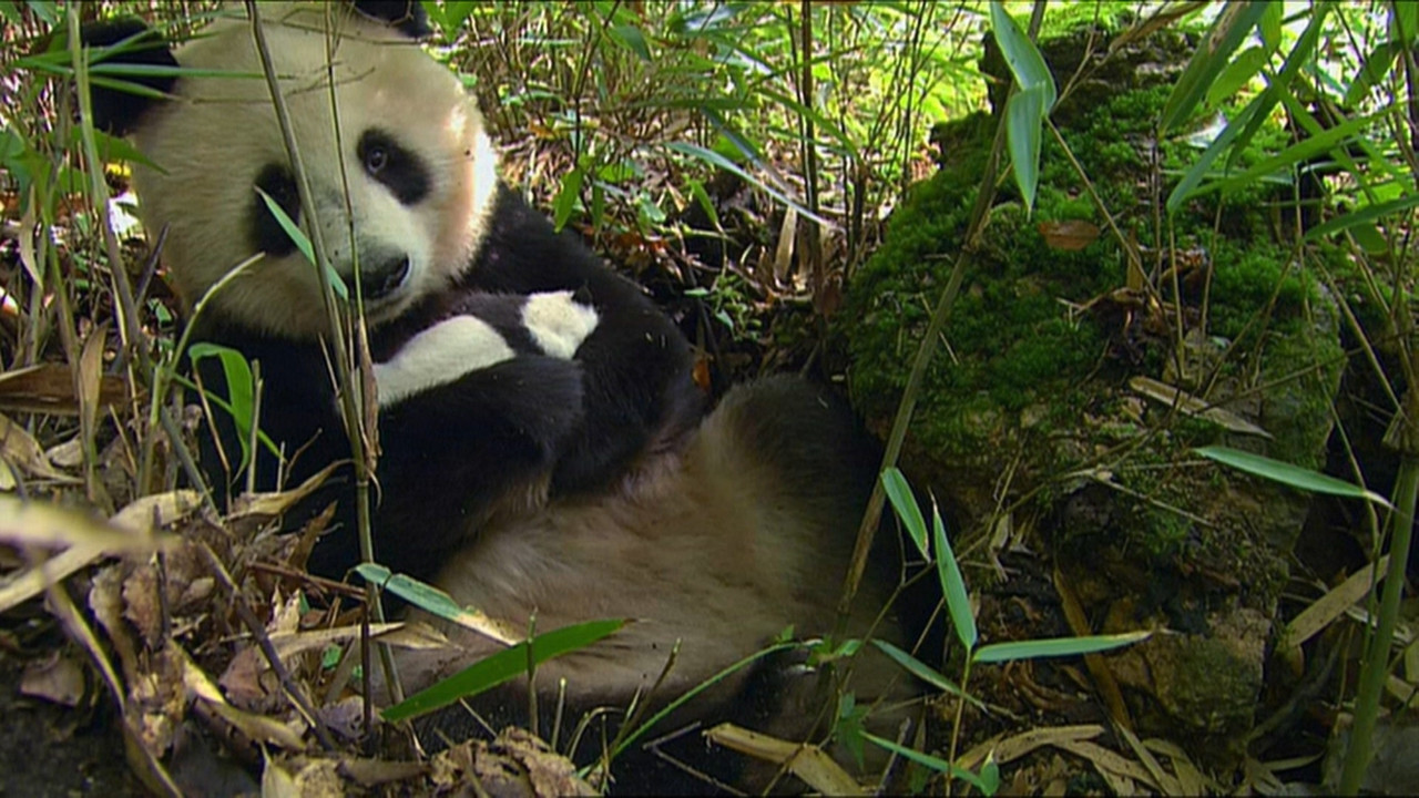 Planète Terre — Épisode 12