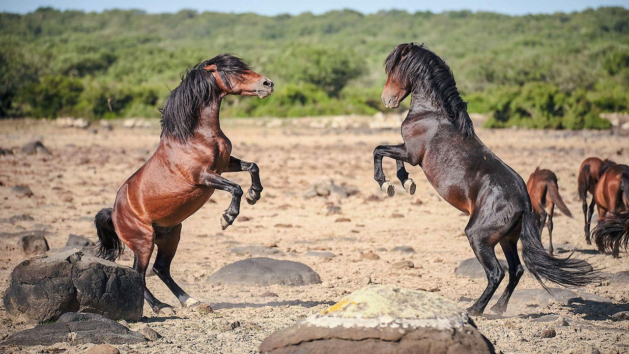 Pferde im Sturm - Das wilde Herz Sardiniens