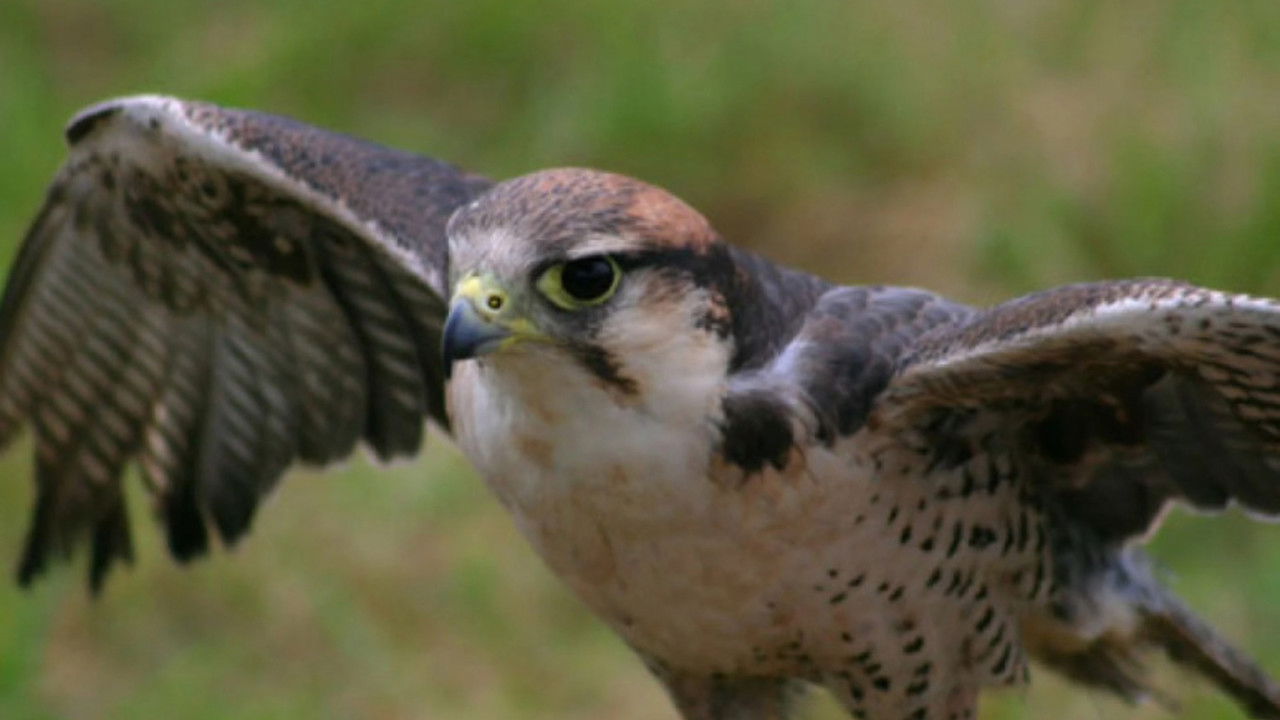 Nature - Season 33 Episode 7 : Best of Birds