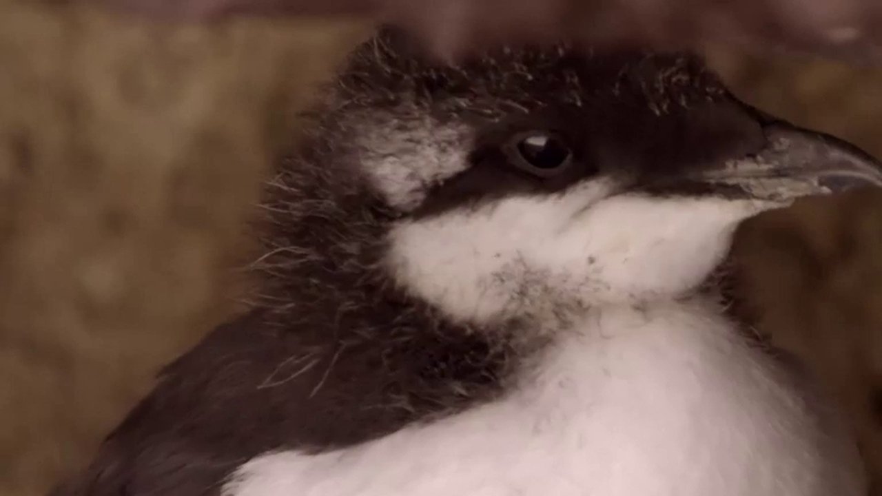 If I Were a Guillemot