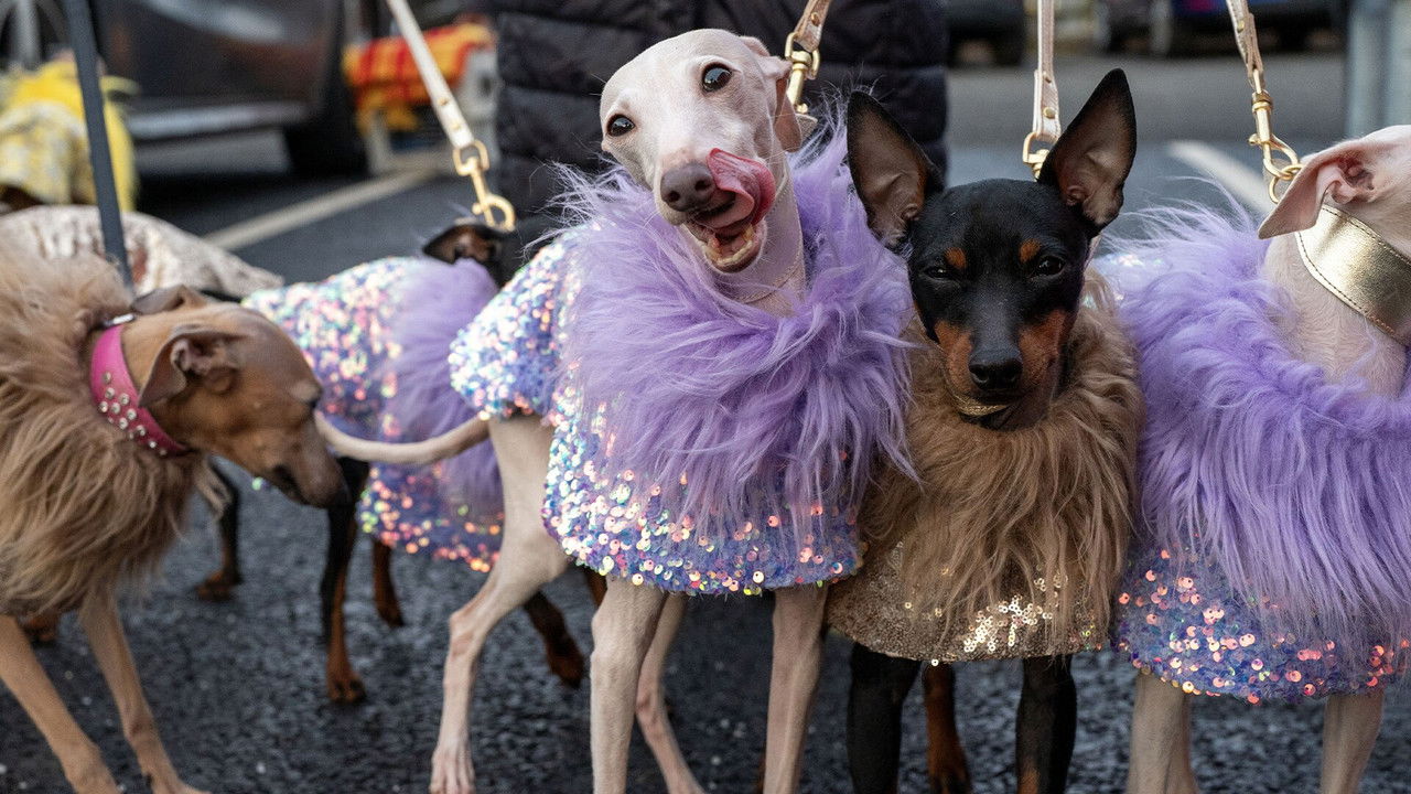 Crufts — Épisode 2