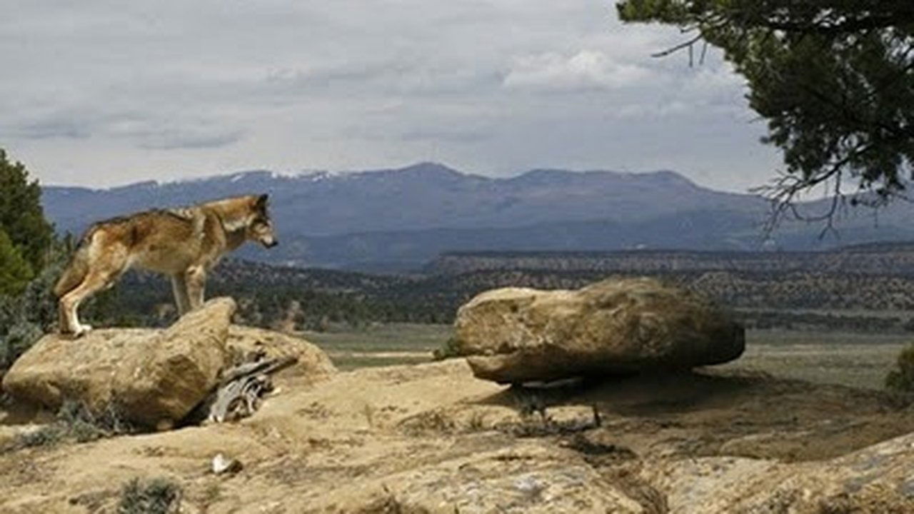 Natural World - Season 27 Episode 10 : Lobo: The Wolf that Changed America