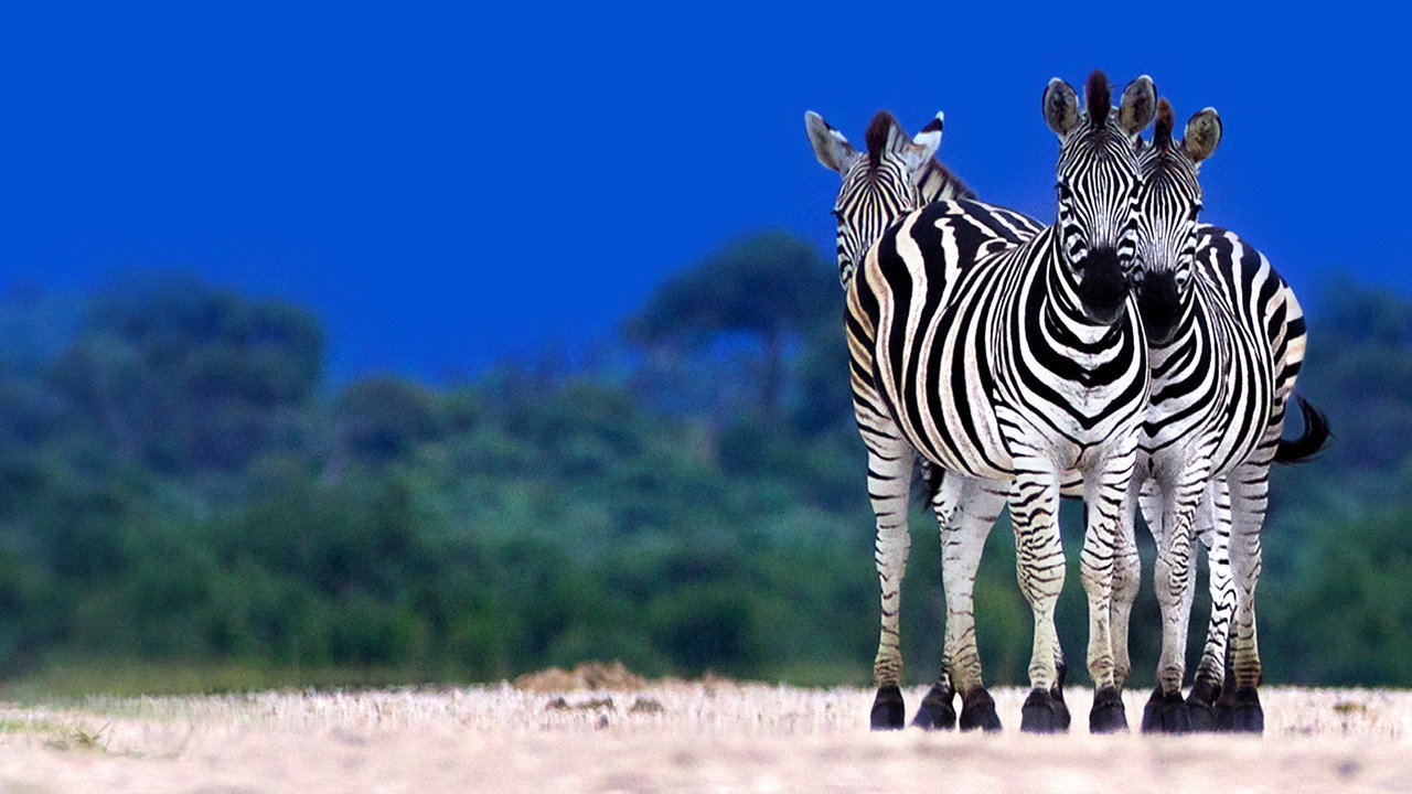 Wild Botswana backdrop