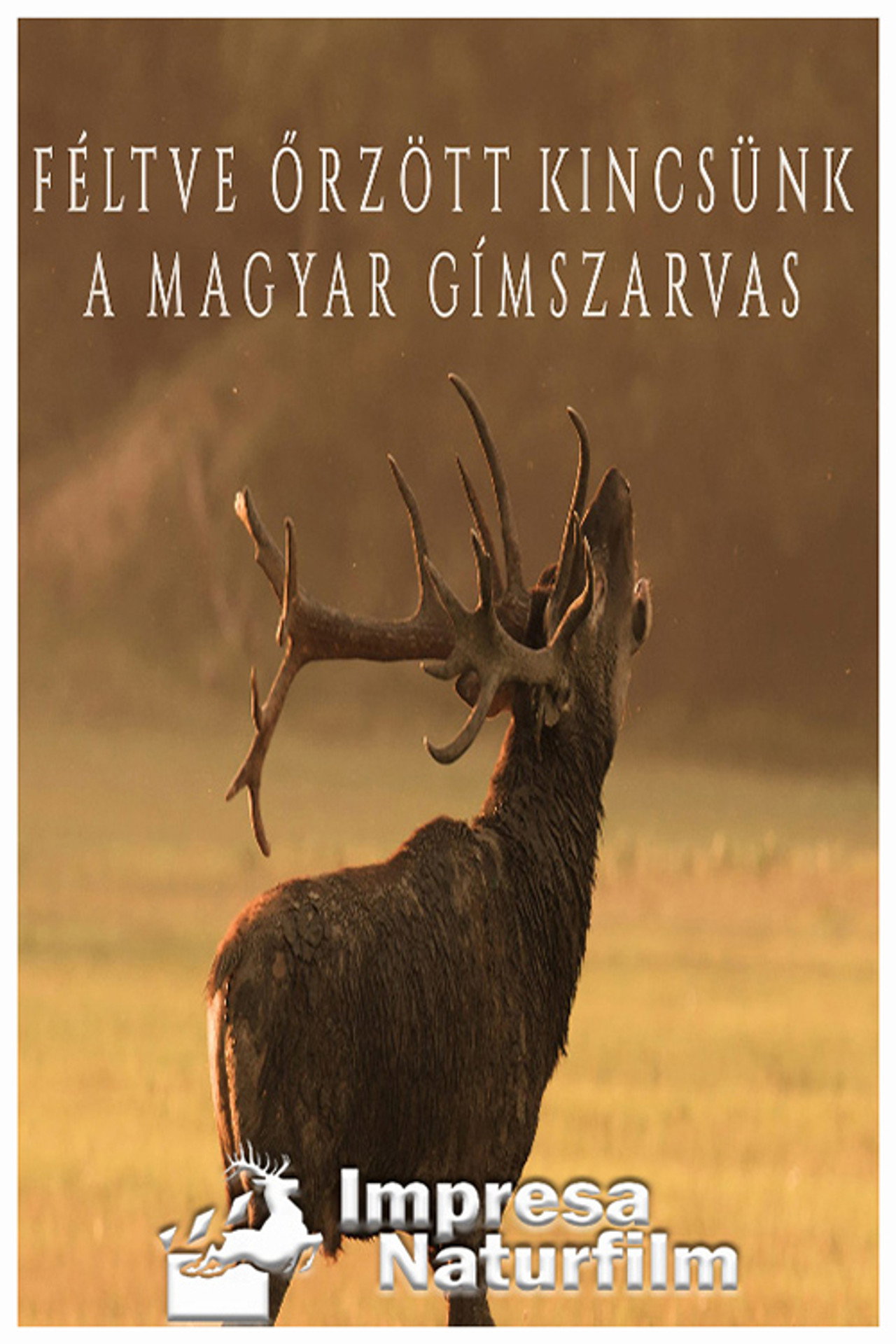 Féltve őrzött kincsünk, a magyar gímszarvas filmaffisch