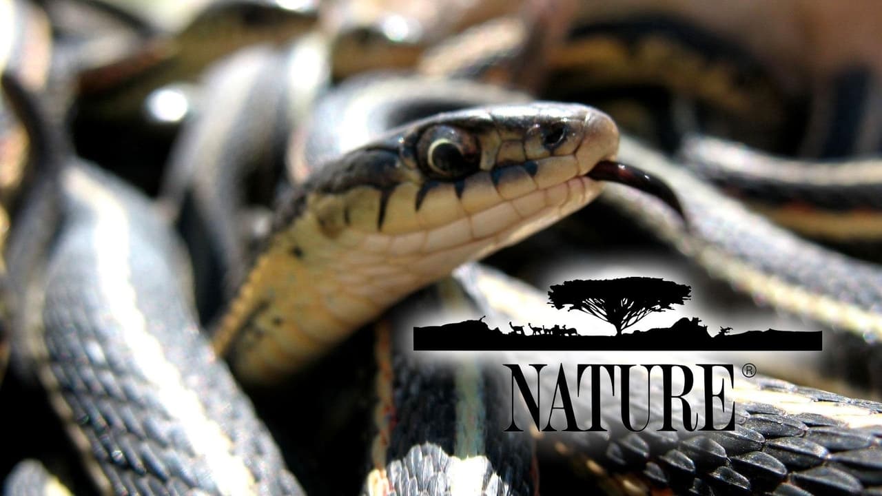 Nature - Season 4 Episode 17 : Birdwatch from Florida
