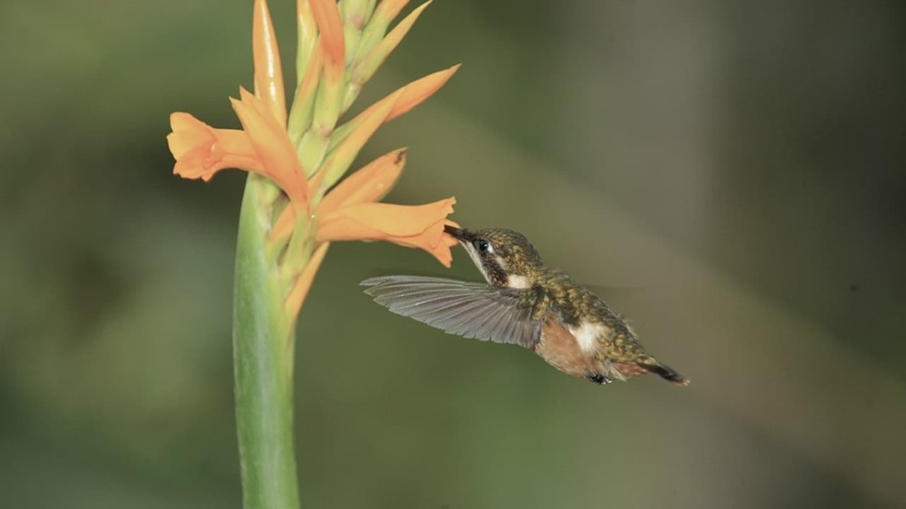 Scen från Hummingbirds: Jewelled Messengers