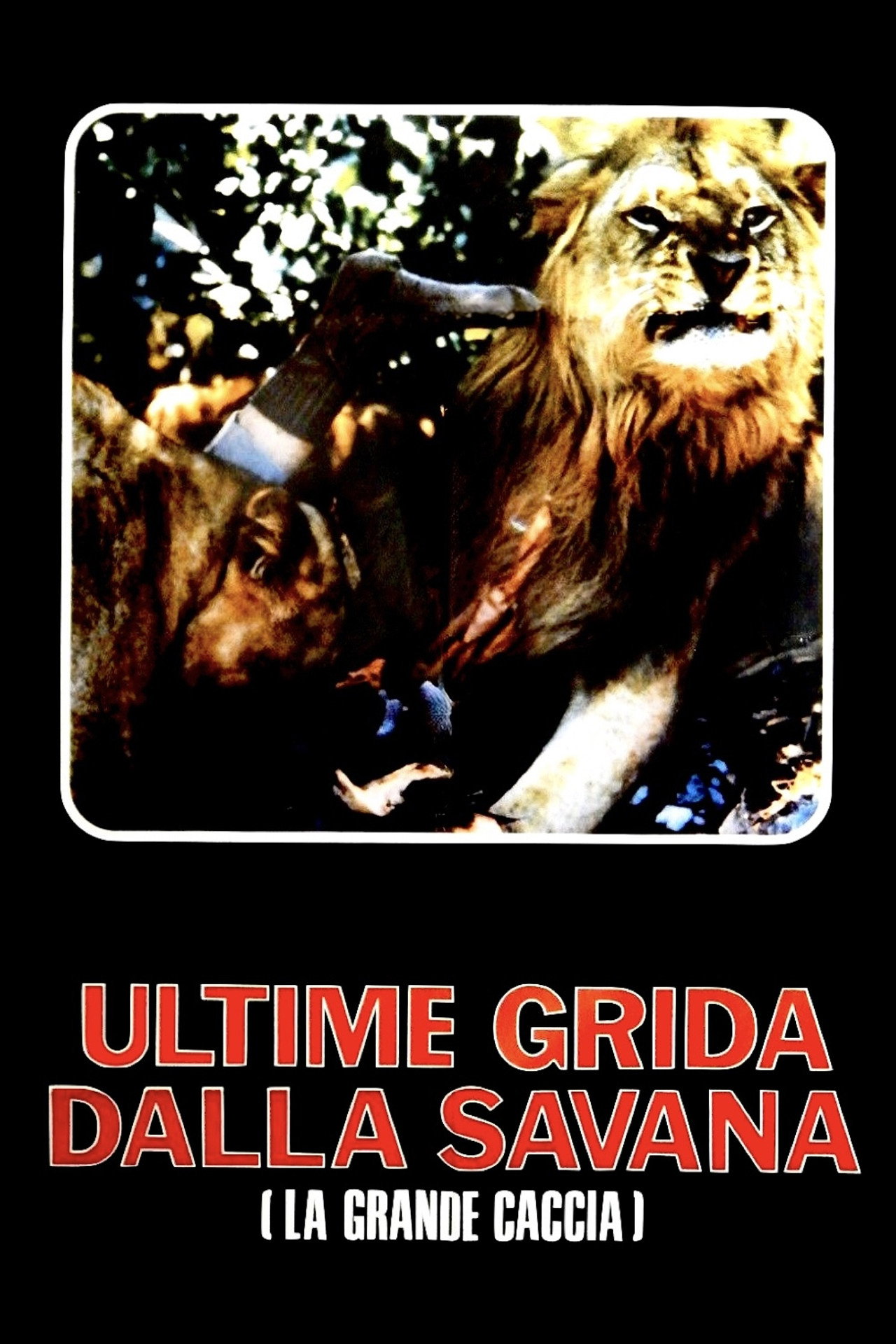Ultime grida dalla savana filmaffisch