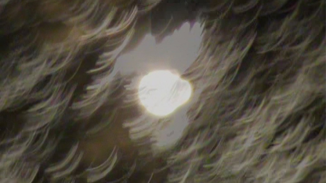 light blossom still 4