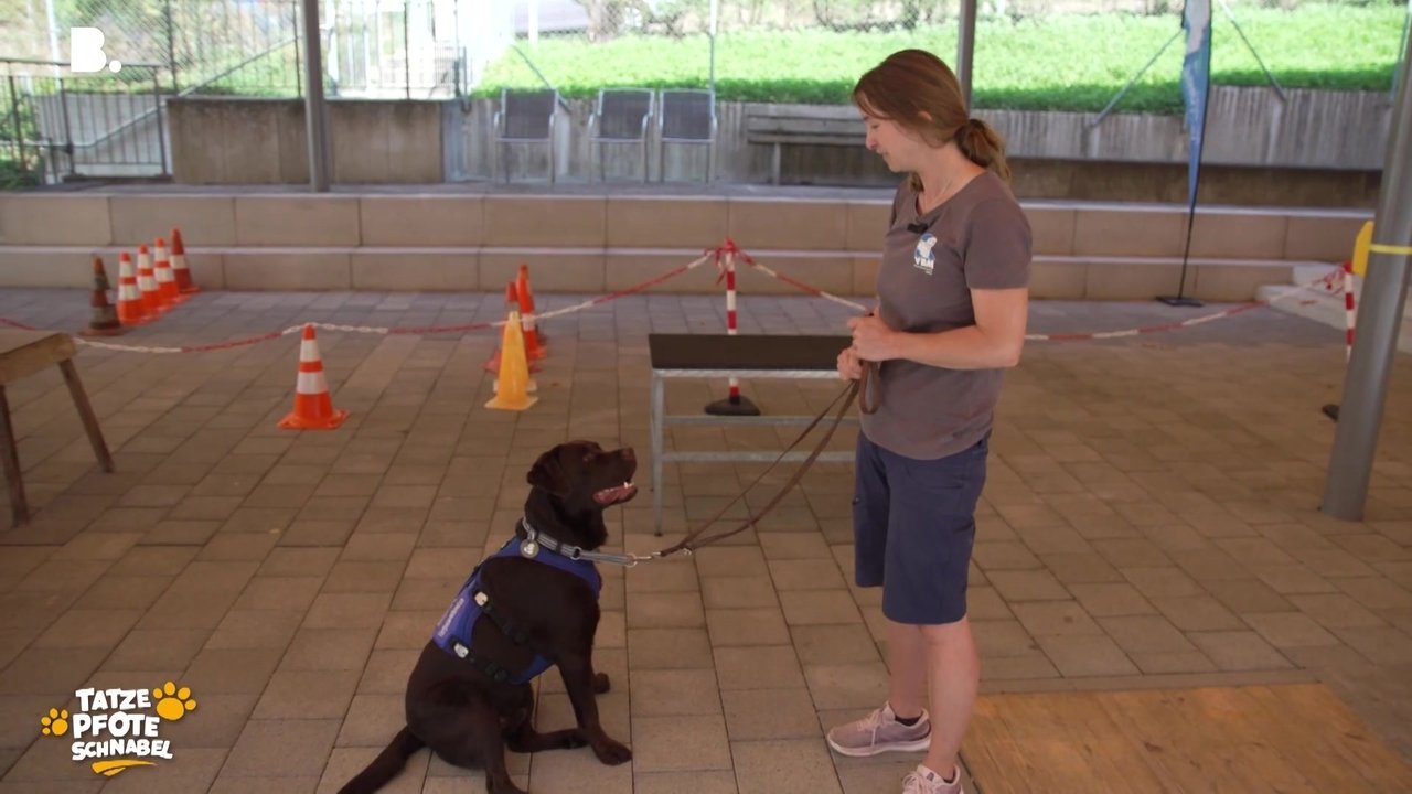 Tatze, Pfote, Schnabel - Season 3 Episode 22 : Episode 22