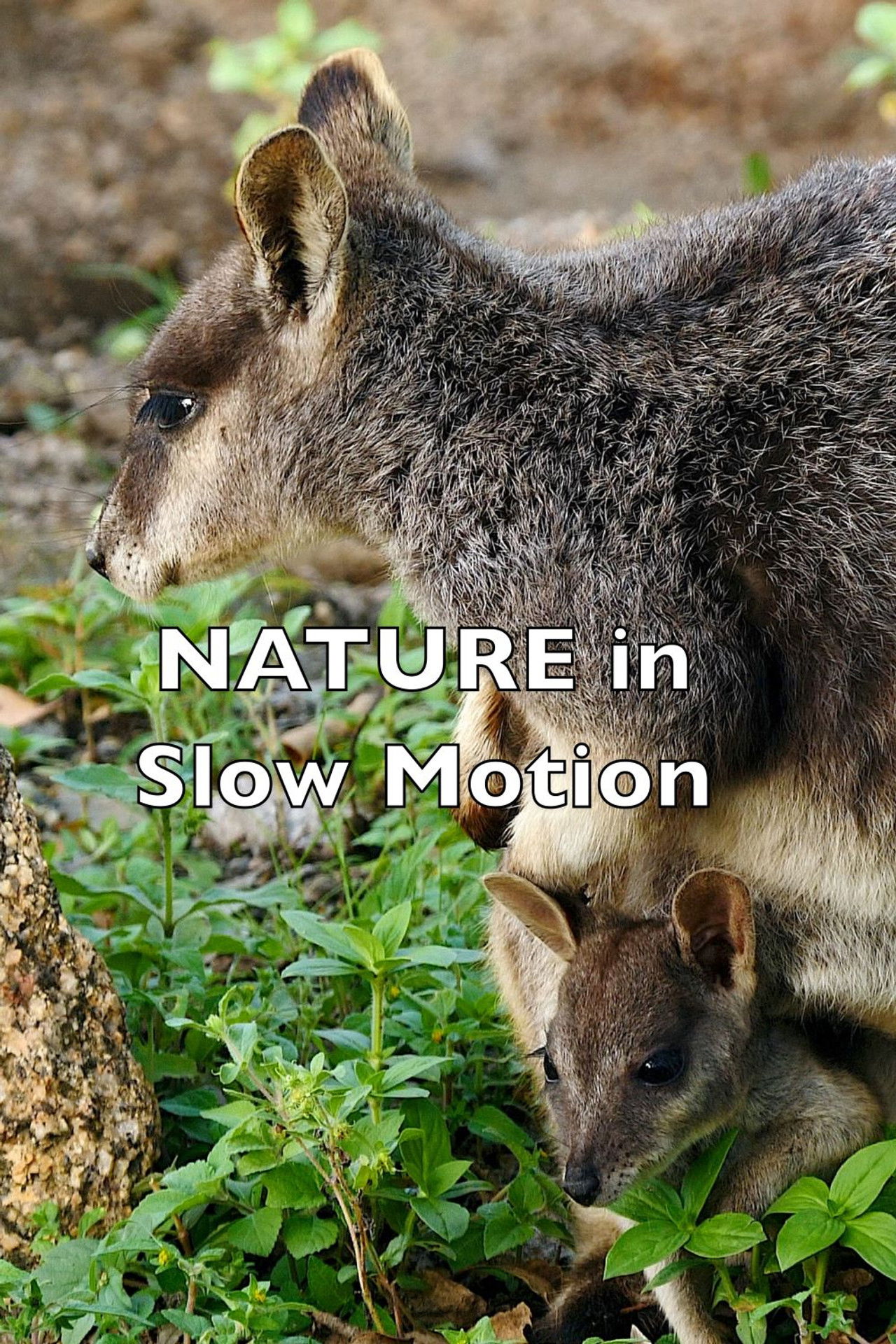 Nature In Slow Motion Backdrop