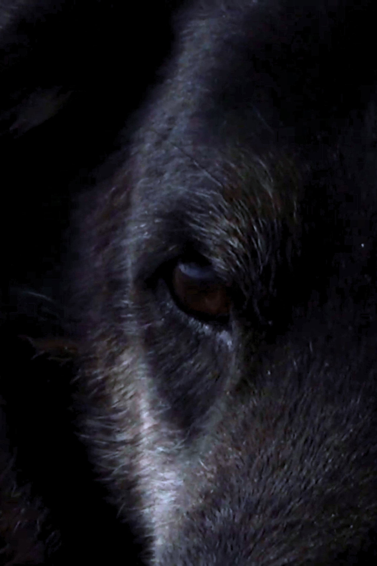 Oso