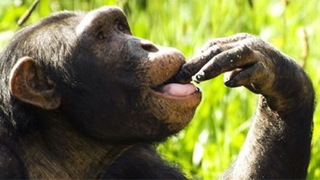 Natural World - Season 29 Episode 10 : The Chimpcam Project