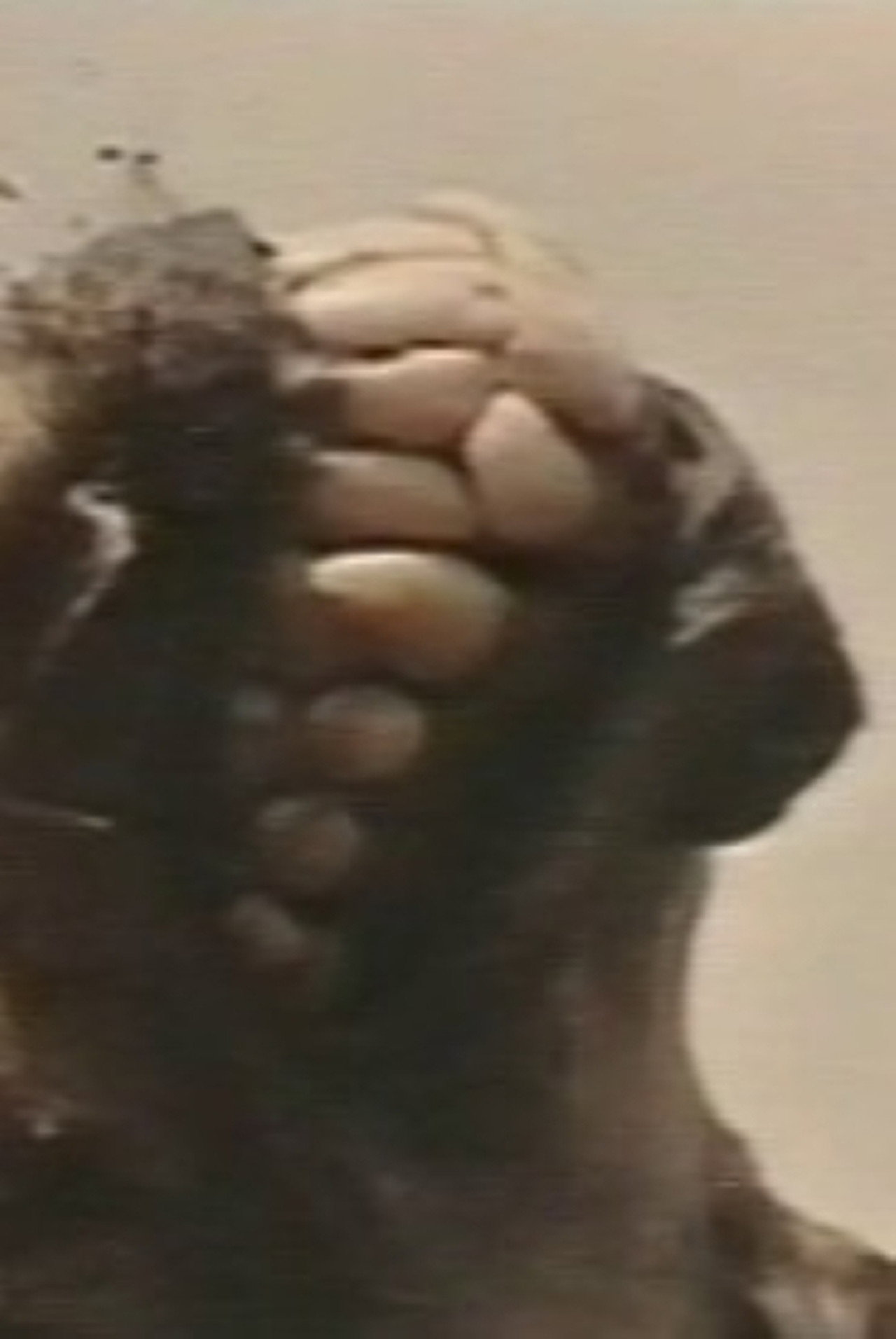 Africa addio (Plagium 11)