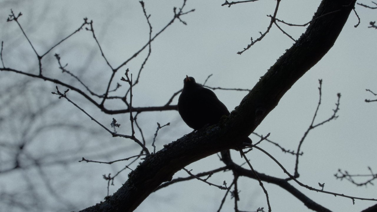 A Blackbird Sat on a Branch
