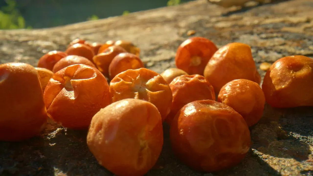 Les sanctuaires d'épices — Épisode 8