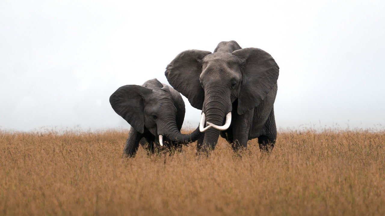 An Elephant’s World