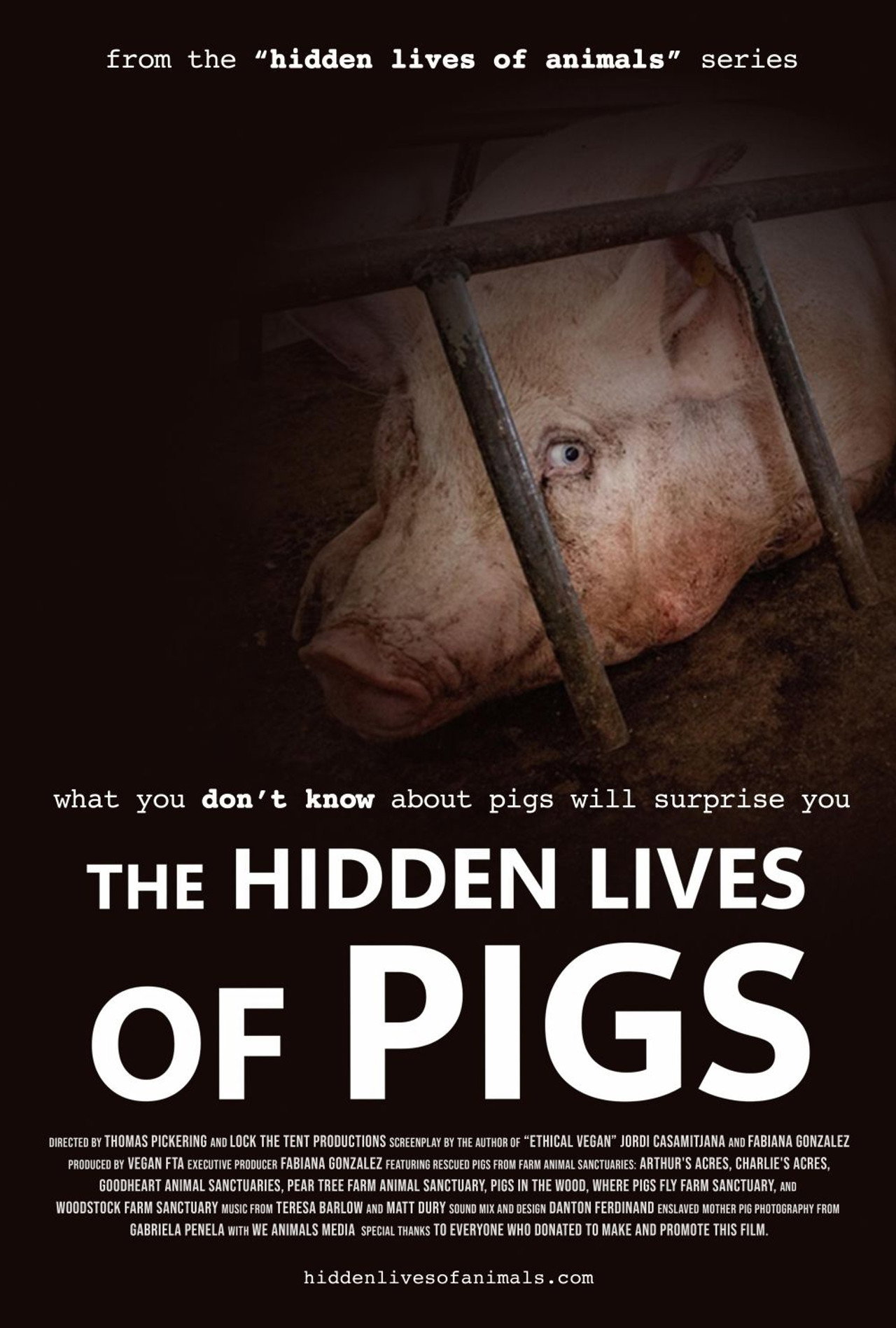 The Hidden Lives of Pigs filmaffisch