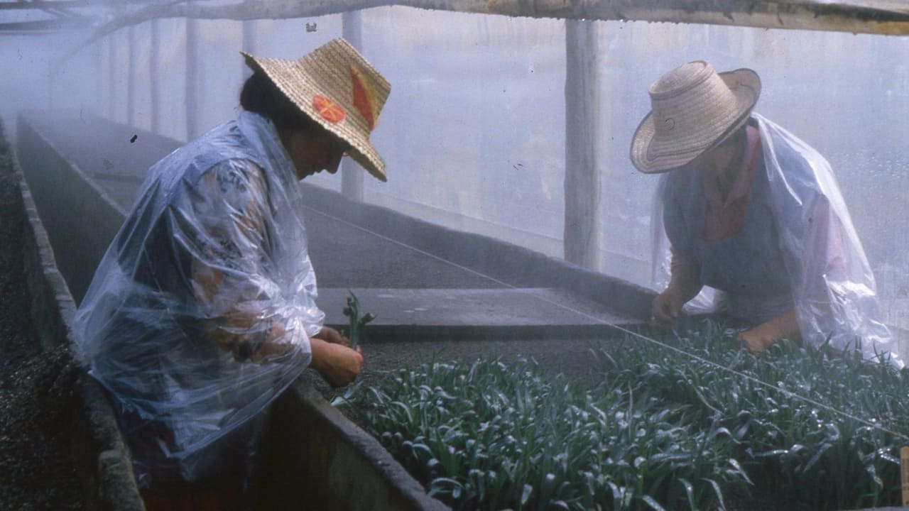 Love, Women and Flowers