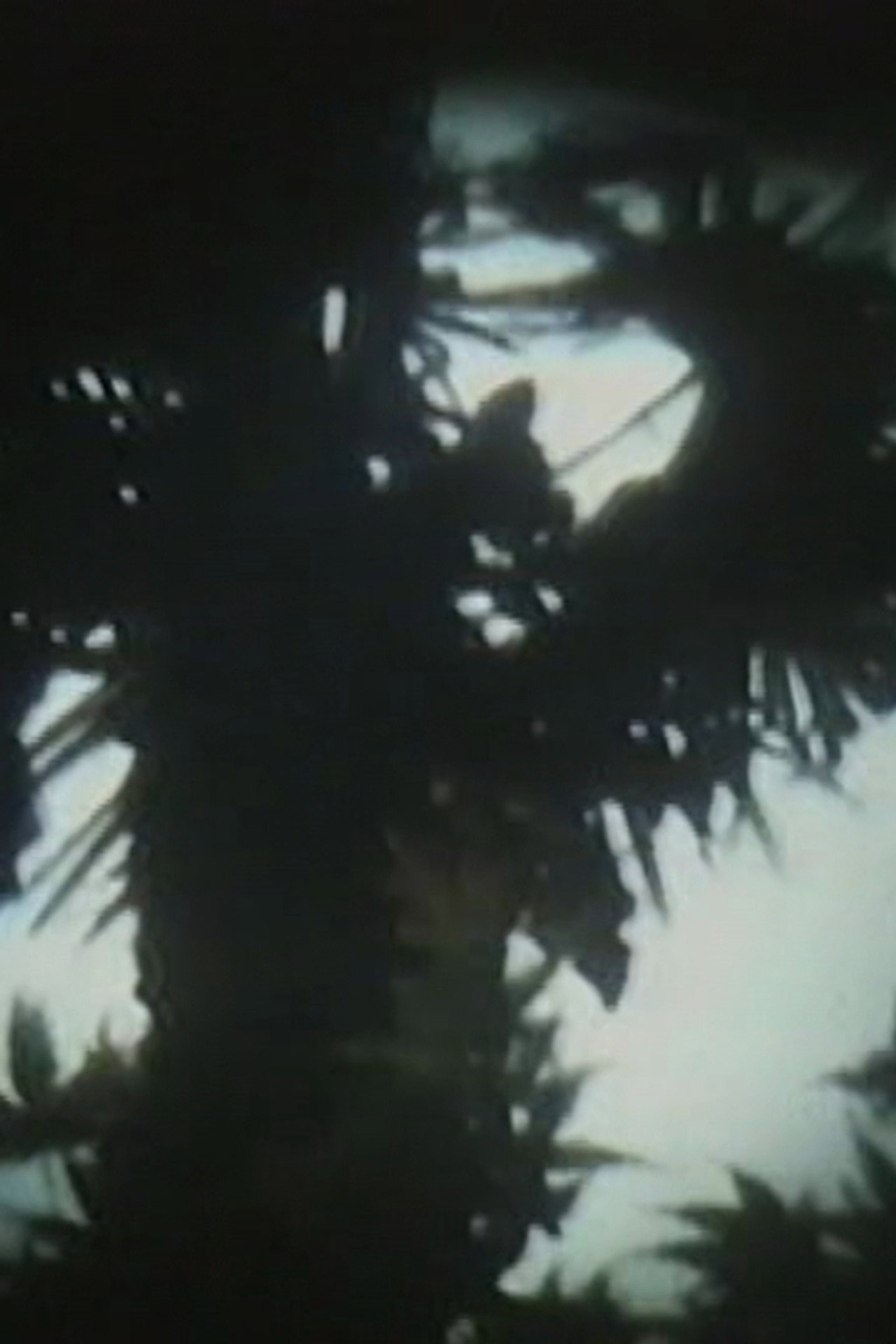 映像書簡5 filmaffisch