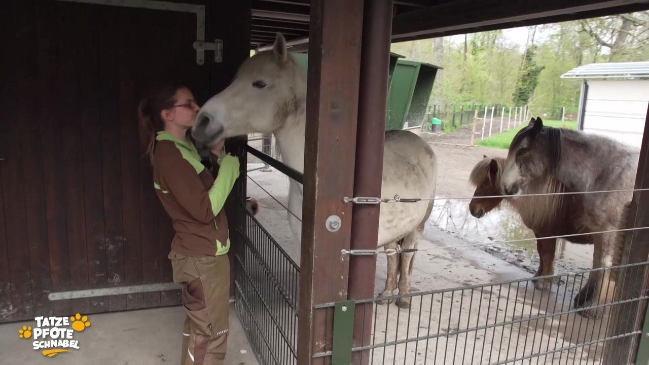 Tatze, Pfote, Schnabel - Season 2 Episode 7 : Episode 7