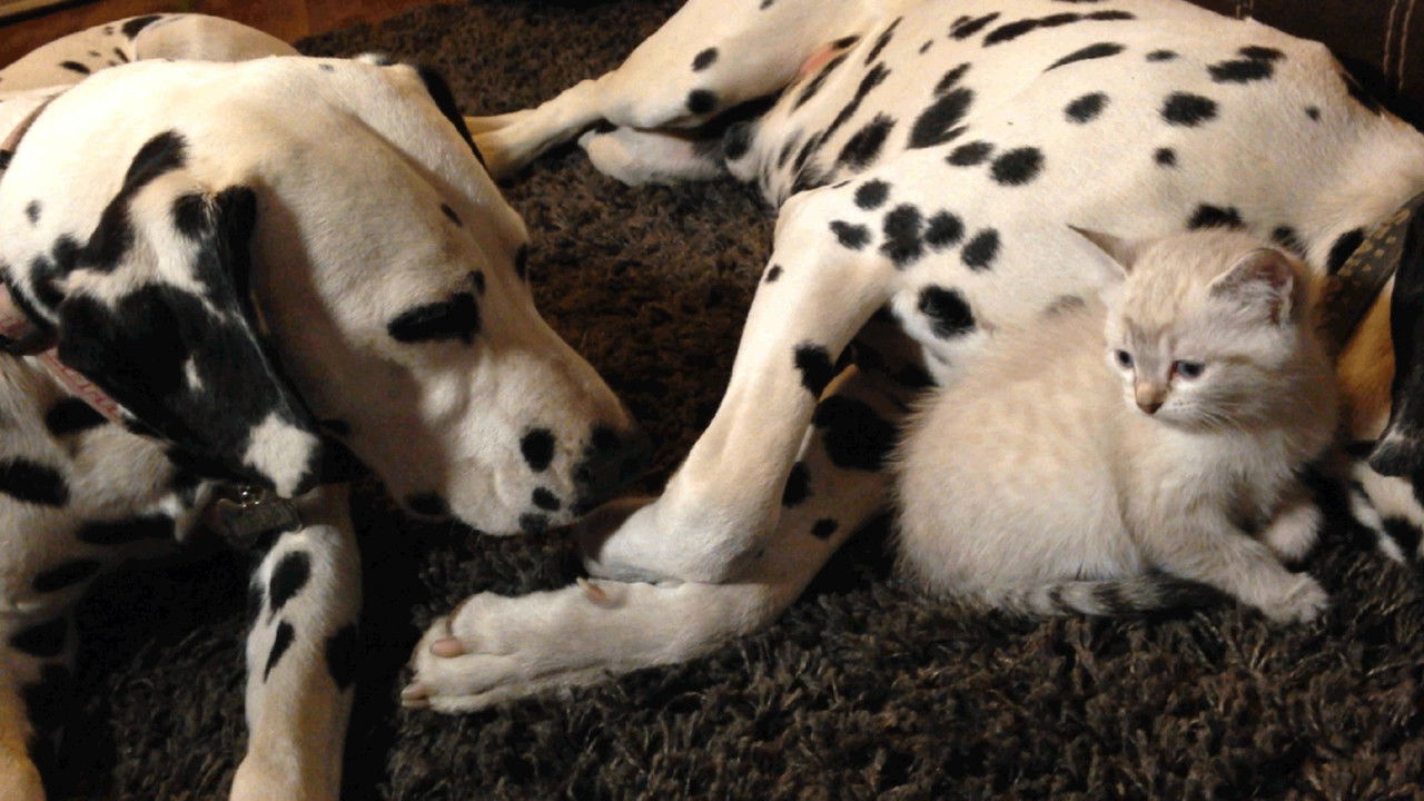 Cheetah Cub, Puppy Love