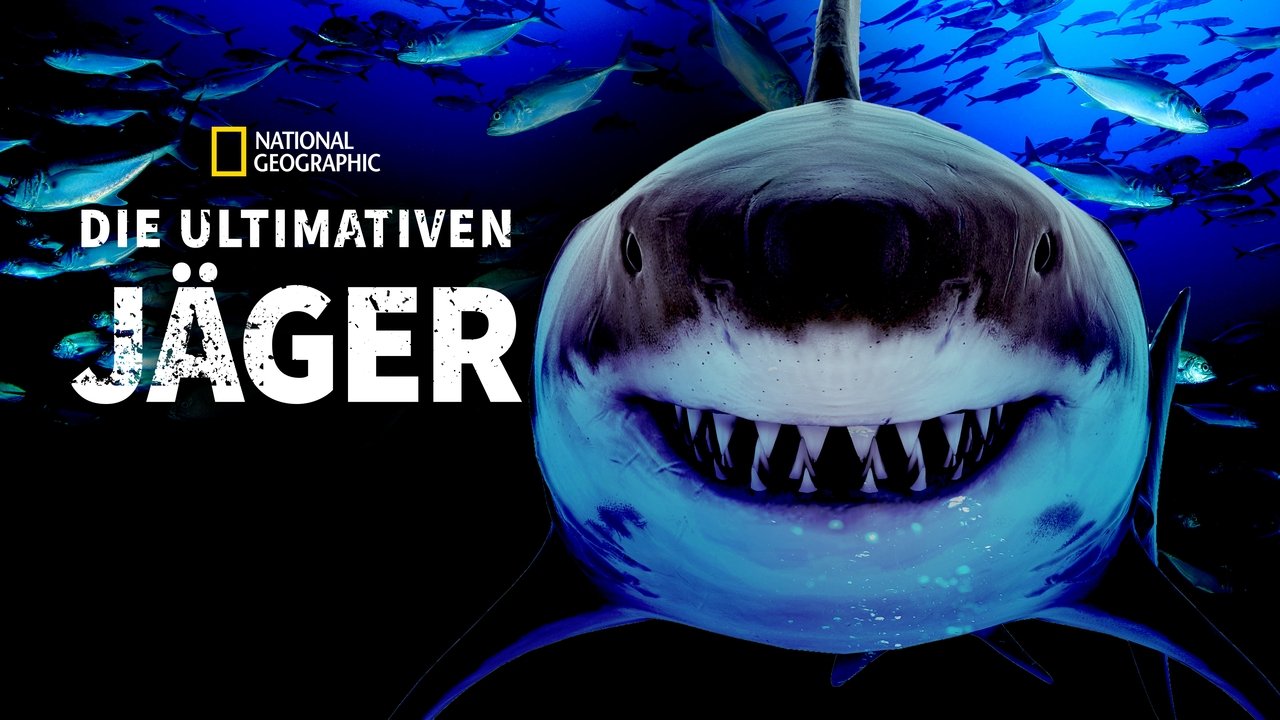 Great Shark Chow Down background