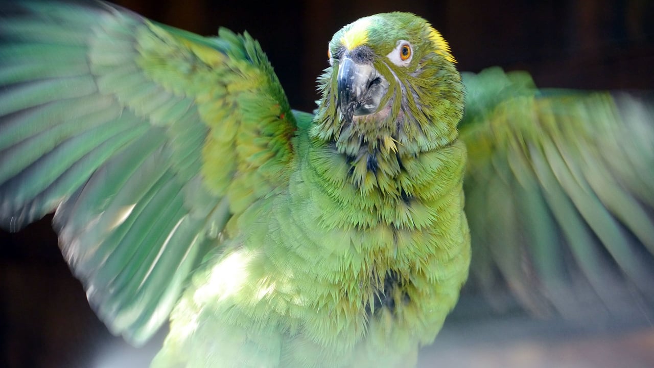 Nature - Season 32 Episode 3 : Parrot Confidential