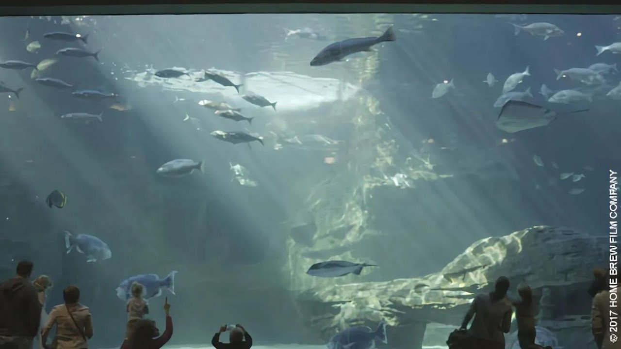 L'aquarium du bout du monde