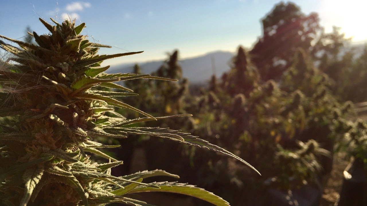 Weed & Wine