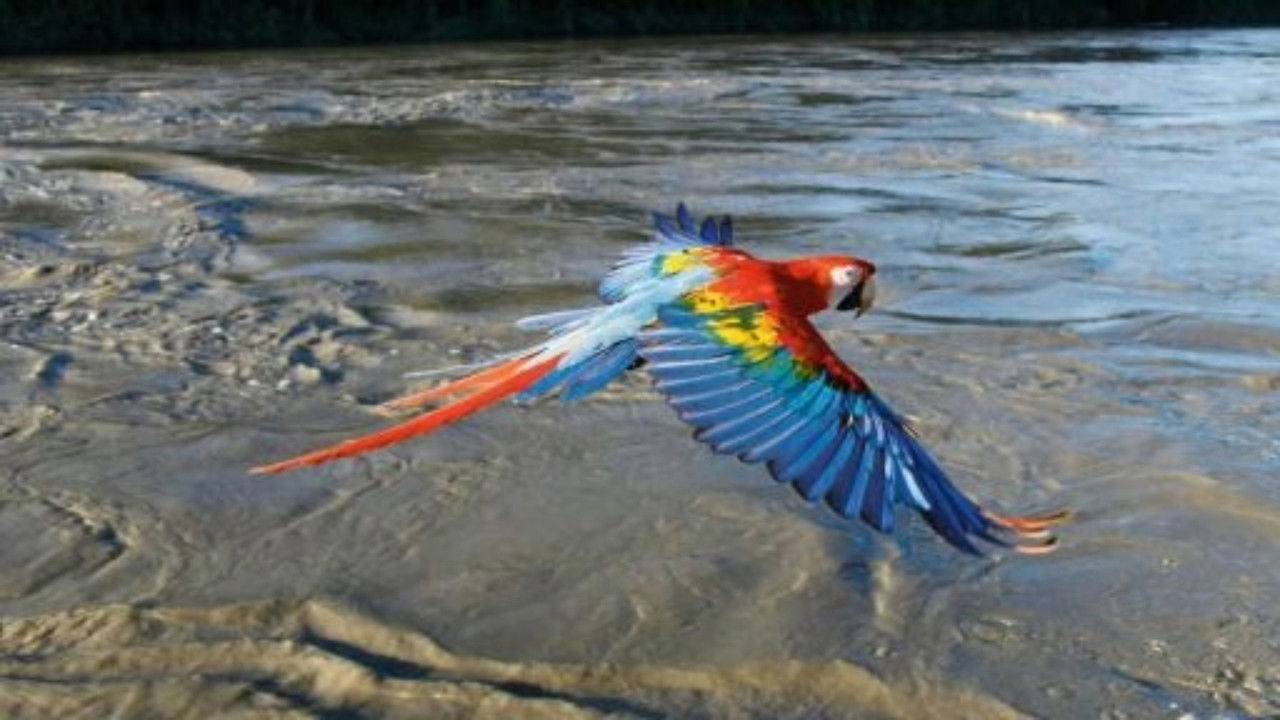 Nature - Season 32 Episode 4 : Earthflight: South America