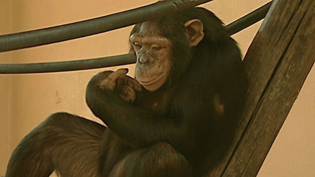 Monkey Business — Épisode 10