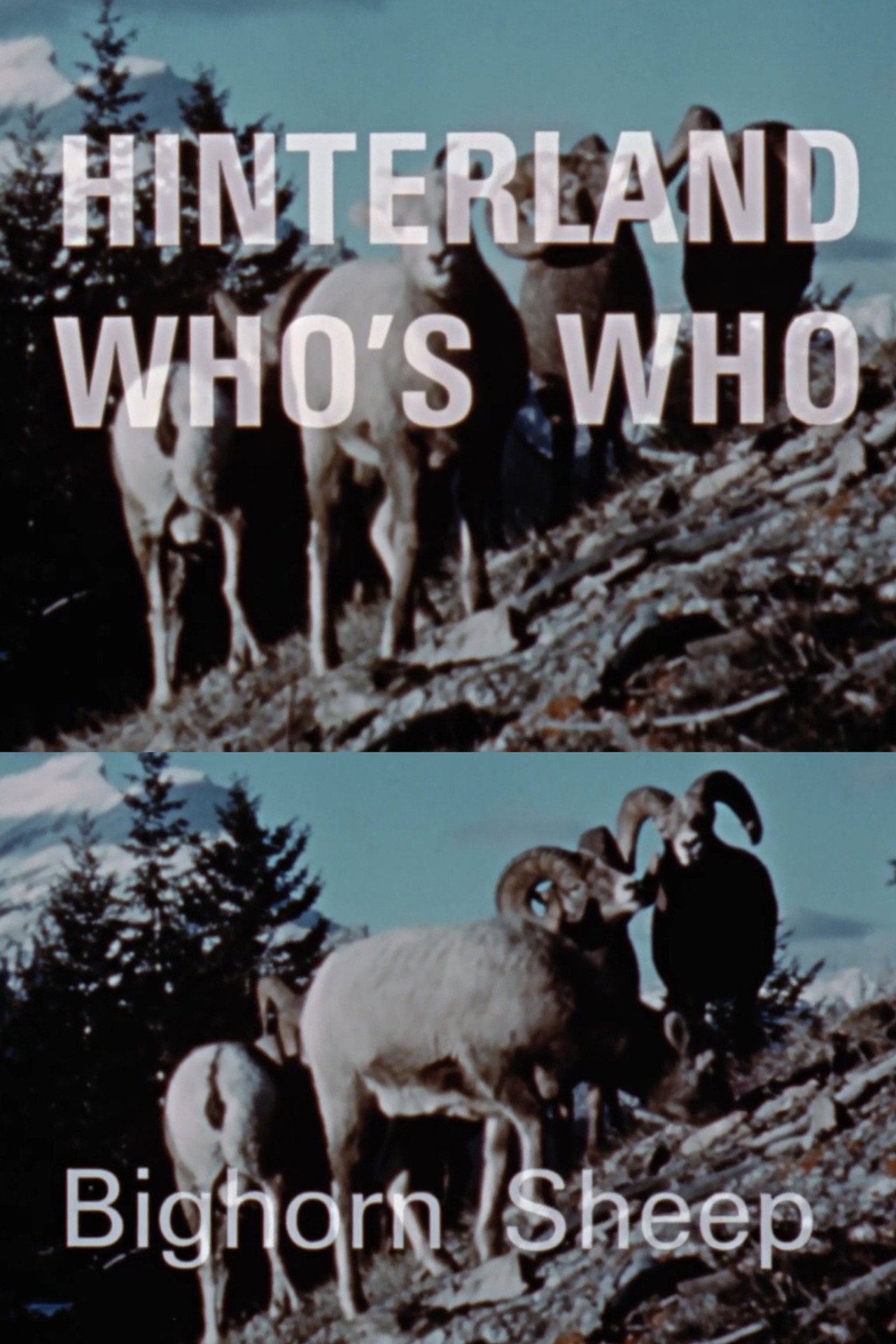 Hinterland Who's Who: Bighorn Sheep Backdrop