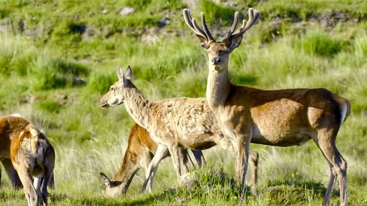 Wild Britain