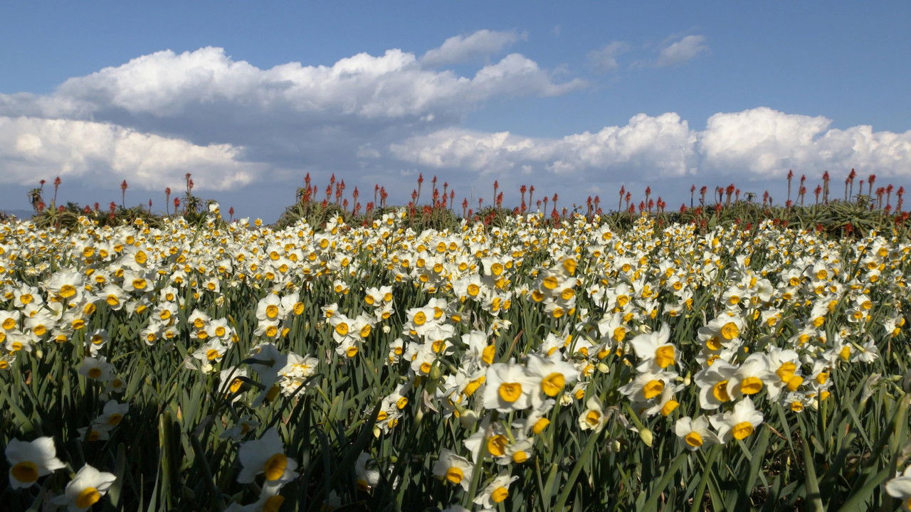 新日本風土記 — Épisode 8