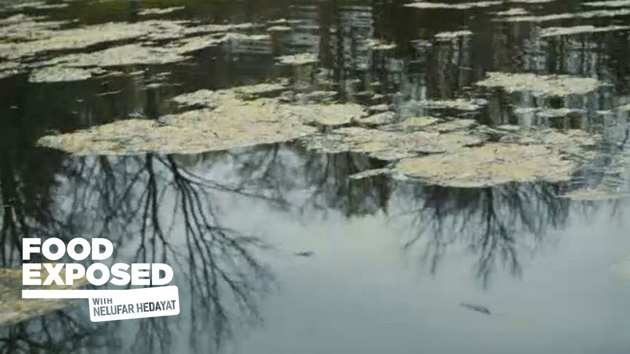 Food Exposed with Nelufar Hedayat — Épisode 4