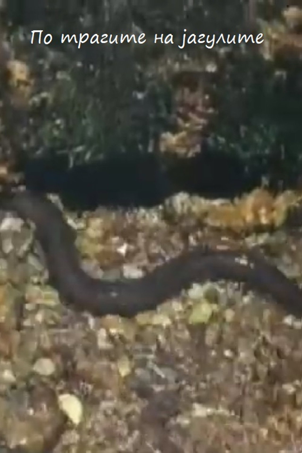 Following the Traces of the Eels Backdrop