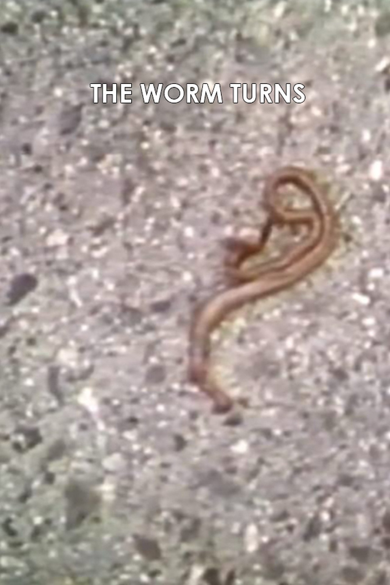 The Worm Turns The Worm Turns