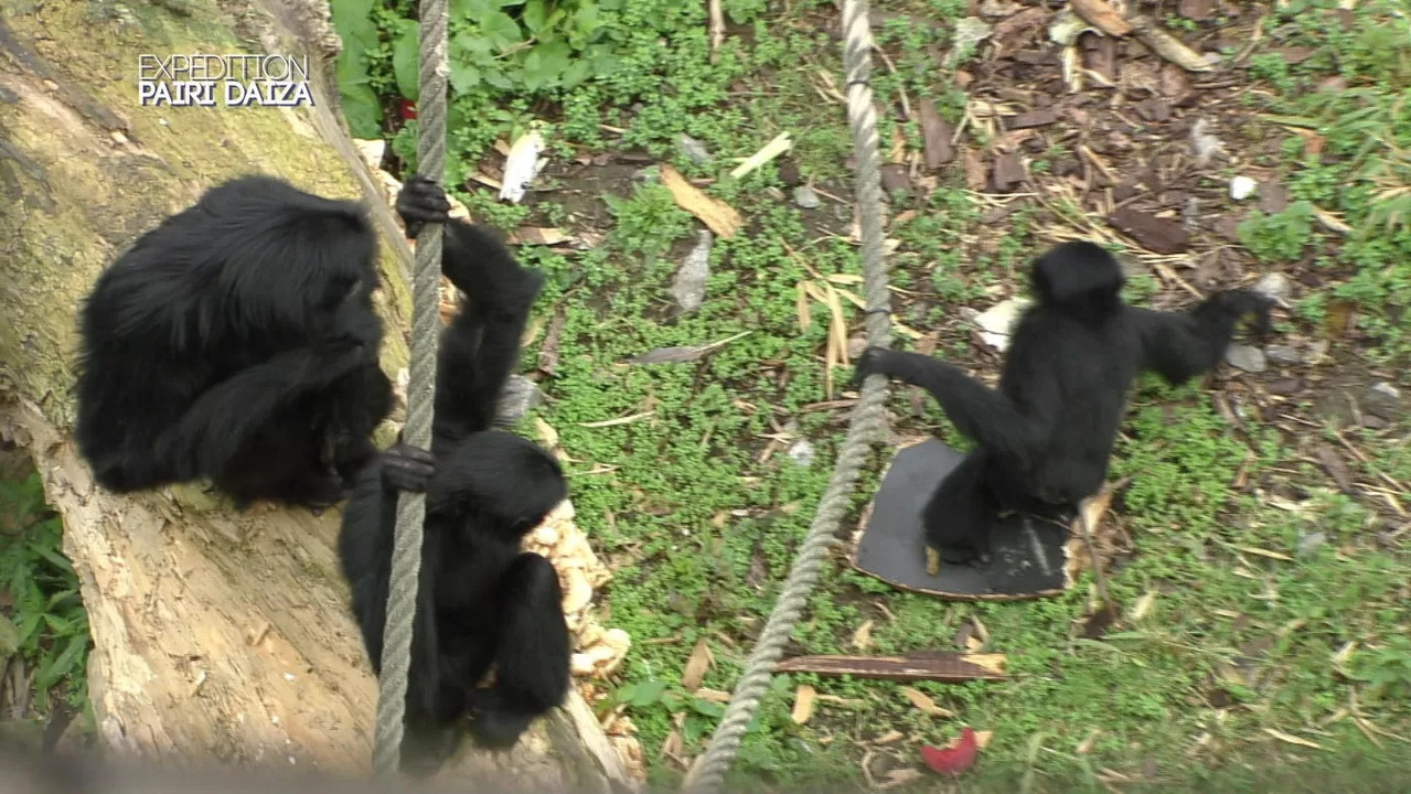 Expédition Pairi Daiza backdrop
