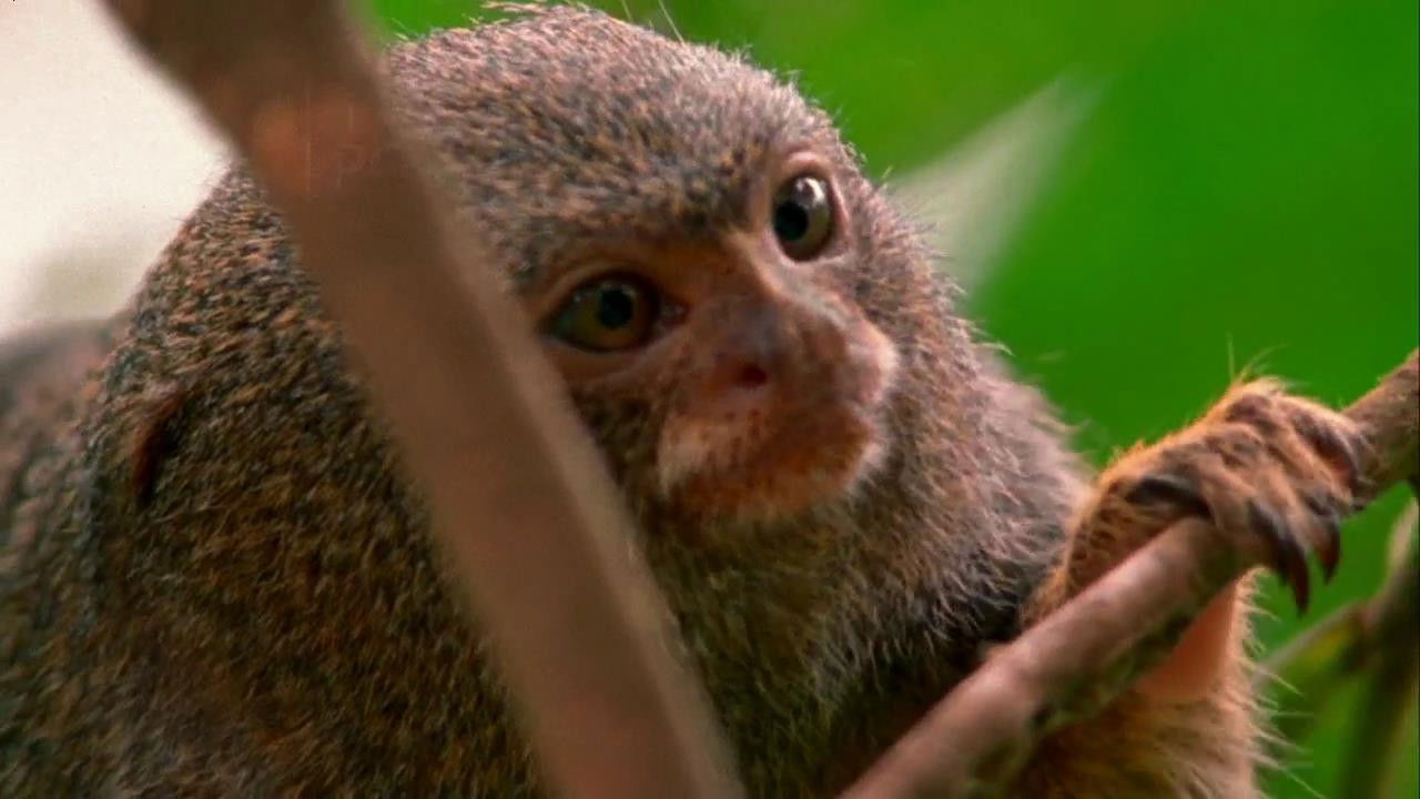 World's Weirdest — Épisode 2