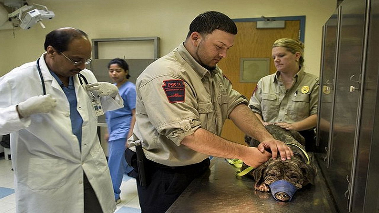 Animal Cops : Philadelphia — Le combat de Zeus