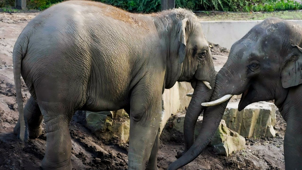 Het Echte Leven in de ZOO - Season 1