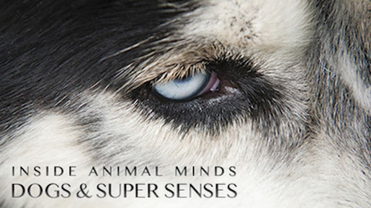 NOVA - Season 41 Episode 18 : Inside Animal Minds: Dogs & Super Senses