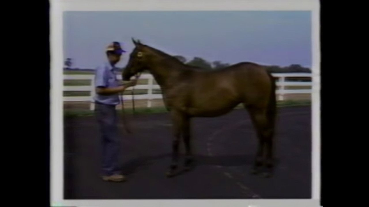 Fast Horse in a Bull Market