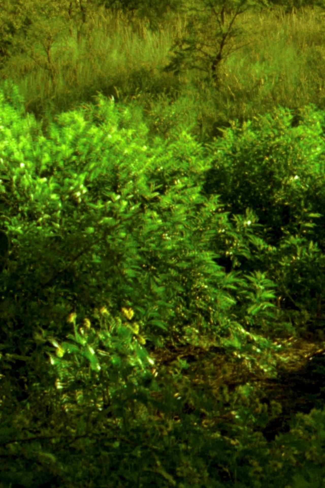 Ceniza Verde filmaffisch