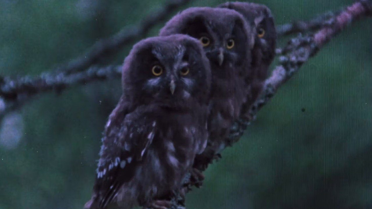 The Sounds of the Northern Forests