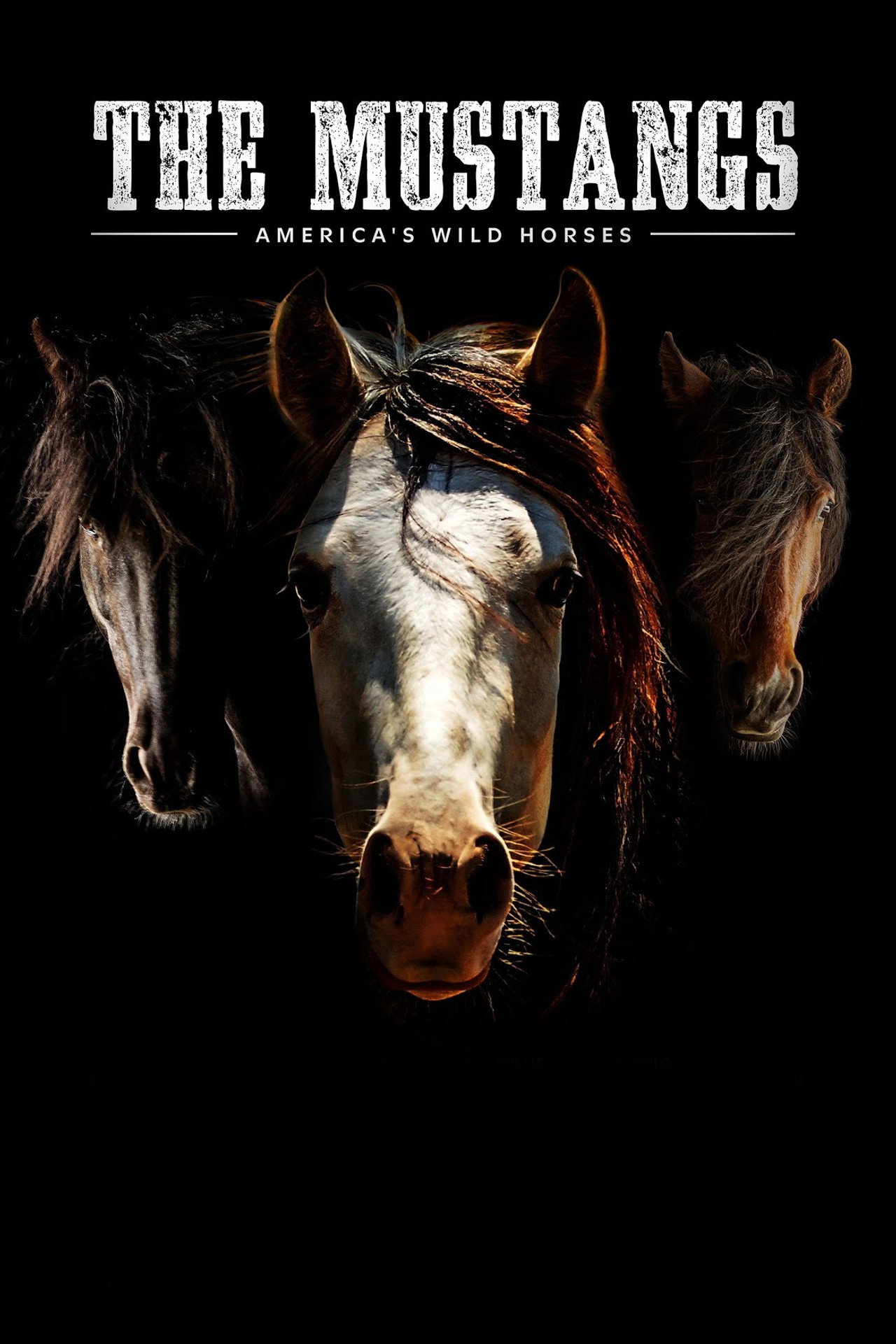 The Mustangs: America's Wild Horses filmaffisch