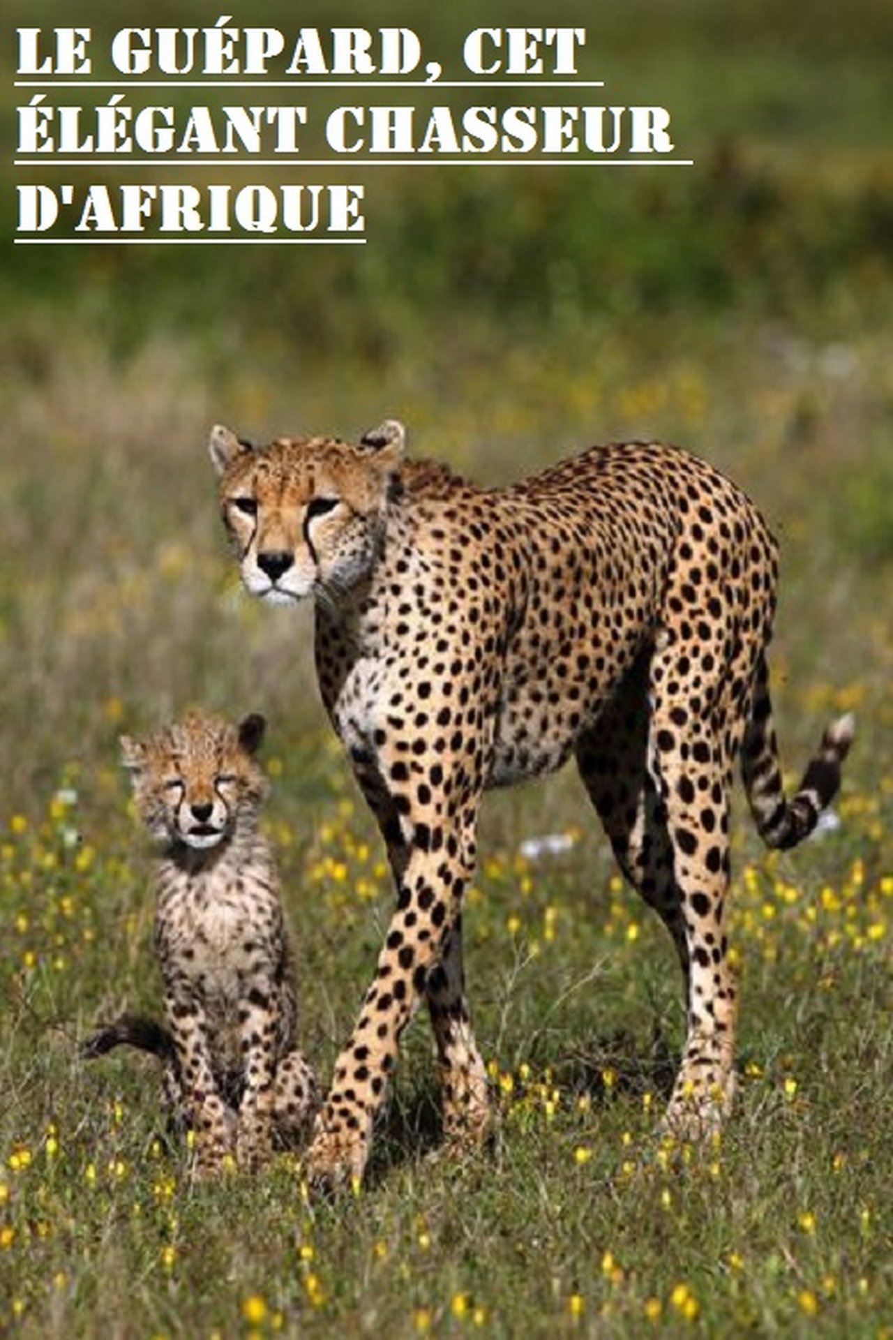 Le guépard, cet élégant chasseur d'Afrique poster
