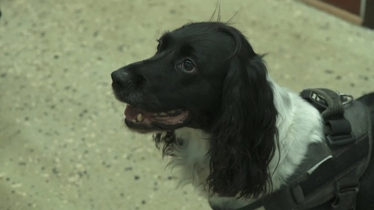 Border Control: Sweden - Season 2 Episode 12 : Gizmo the dog picks up a trail
