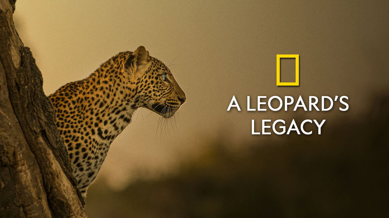 Egy leopárd portréja – jelenetkép 3