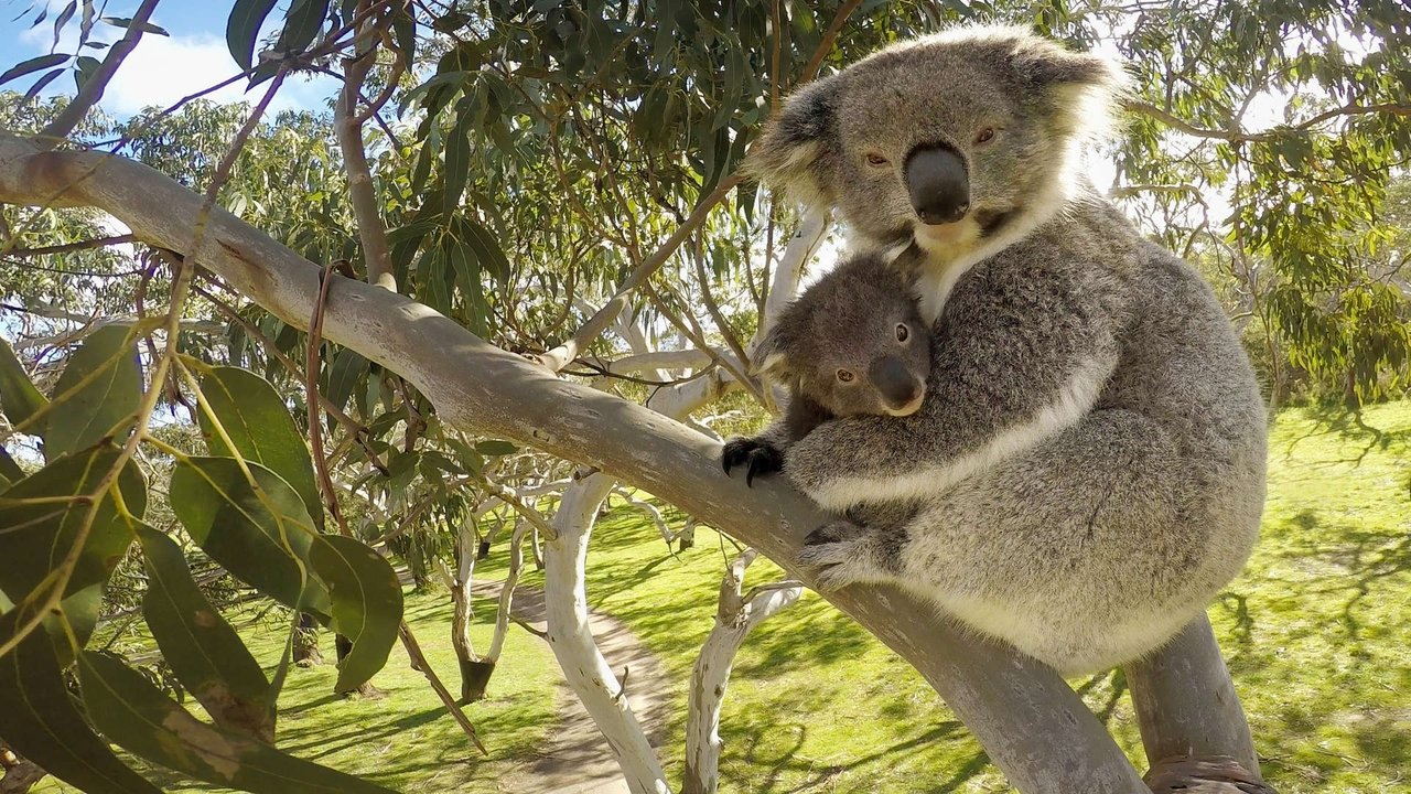 Secret Life of the Koala background